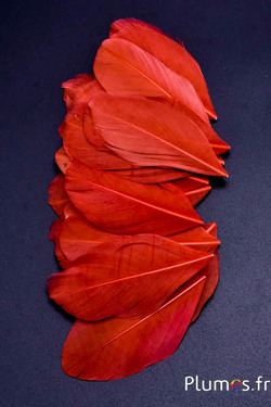 Blütenblätter aus Federn - 6-8 cm x 3-4 cm- karamell  